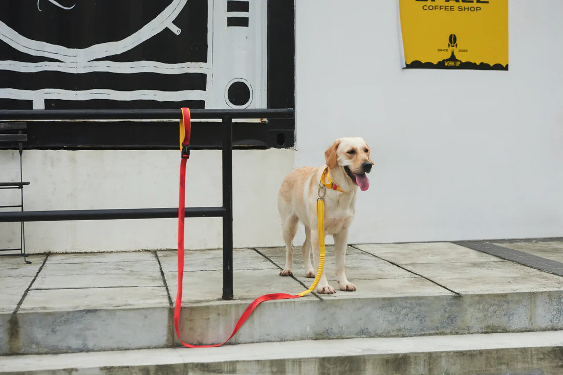 Hands-free Leash V Series - Sunset Hill