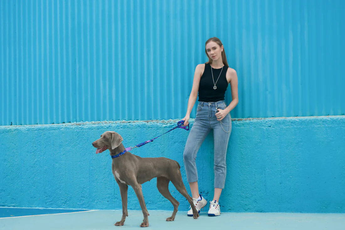 Adjustable Dog Collar V Series - Starry Night