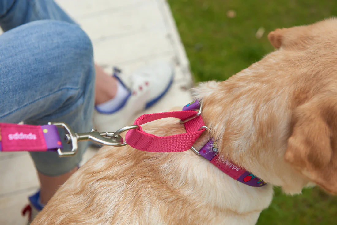 Adjustable Dog Collar V Series - Abstract Geometry