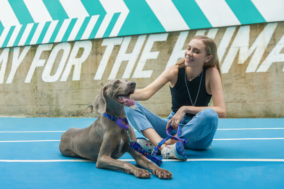 Adjustable Dog Collar V Series - Starry Night